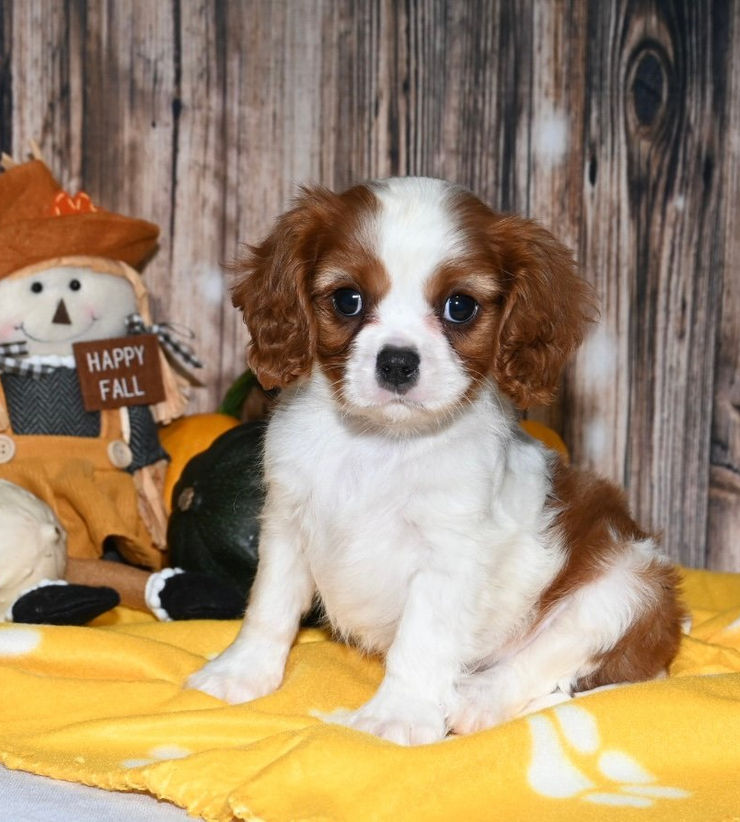 Adorable Cavalier King Charles Spaniel puppy