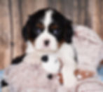 Adorable Cavalier King Charles Spaniel puppy with stuffed animal