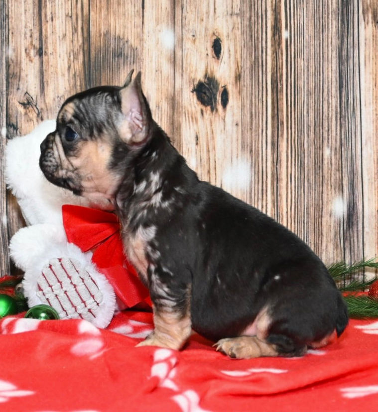 Thumbnail: Adorable merle French Bulldog puppy