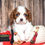 Thumbnail: Adorable Cavalier King Charles Spaniel puppy