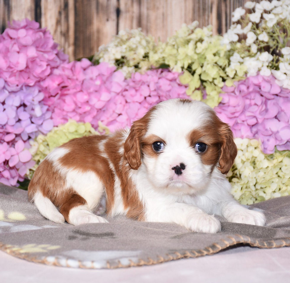 Thumbnail: Adorable Cavalier King Charles Spaniel puppy amidst pink hydrangeas