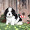Thumbnail: Adorable Cavalier King Charles Spaniel puppy