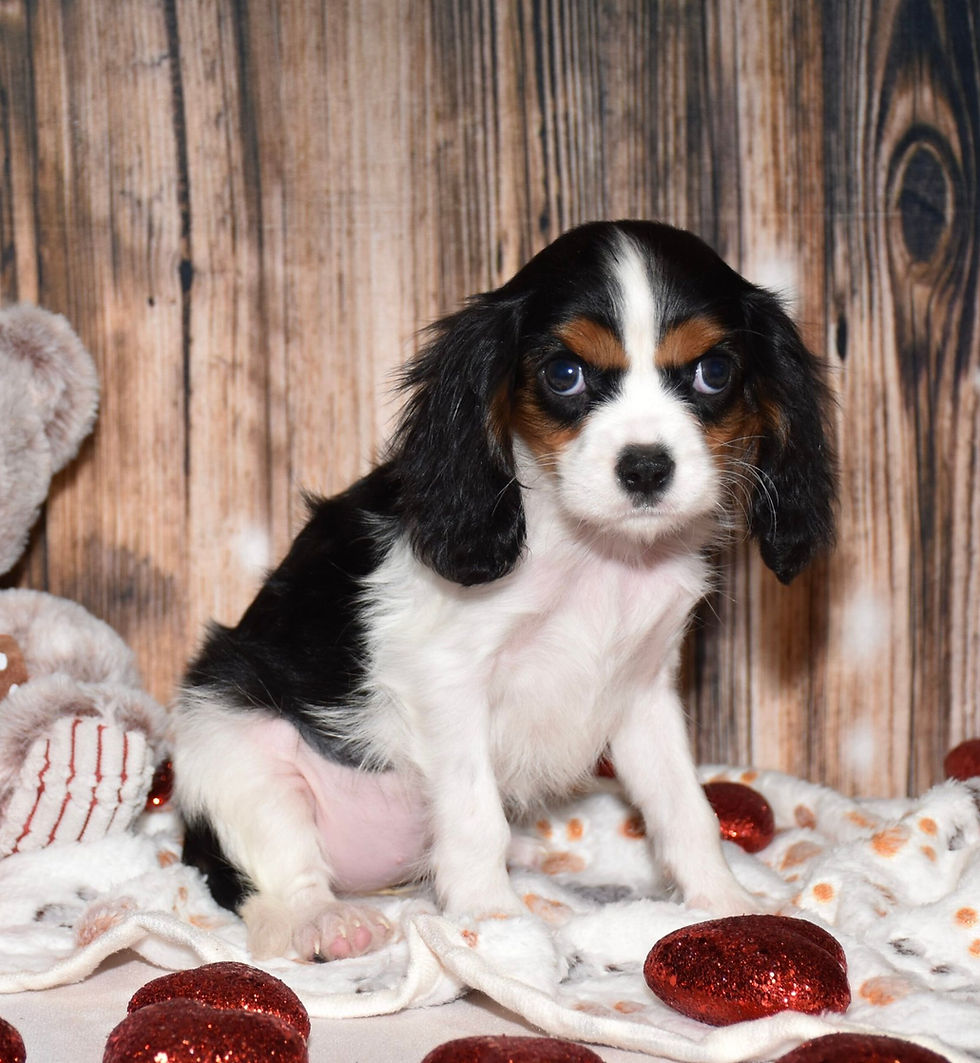 Thumbnail: Adorable Cavalier King Charles Spaniel puppy