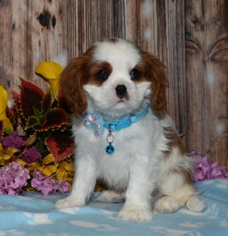 Thumbnail: Adorable Cavalier King Charles Spaniel puppy