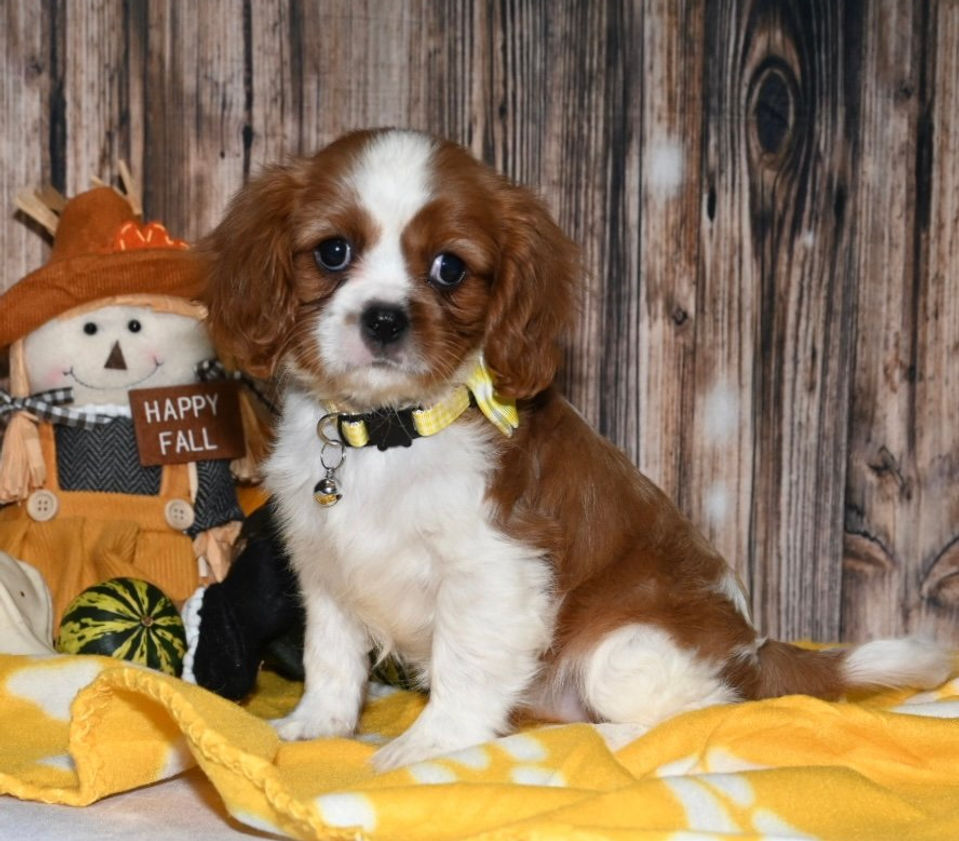 Adorable Cavalier King Charles Spaniel puppy