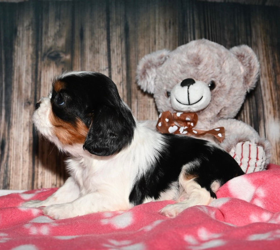 Thumbnail: Adorable Cavalier King Charles Spaniel puppy with Teddy