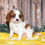 Thumbnail: Adorable Cavalier King Charles Spaniel puppy