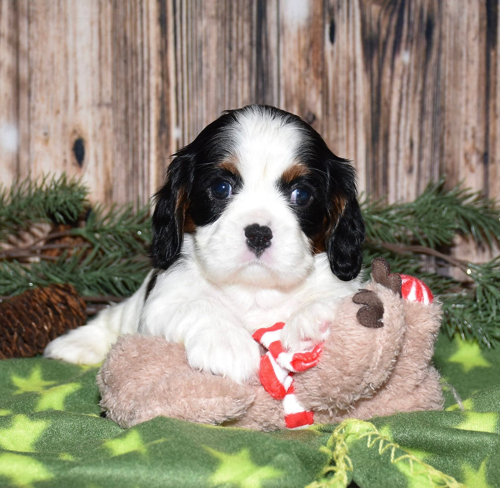 Thumbnail: Adorable Cavalier King Charles Spaniel puppy with toy