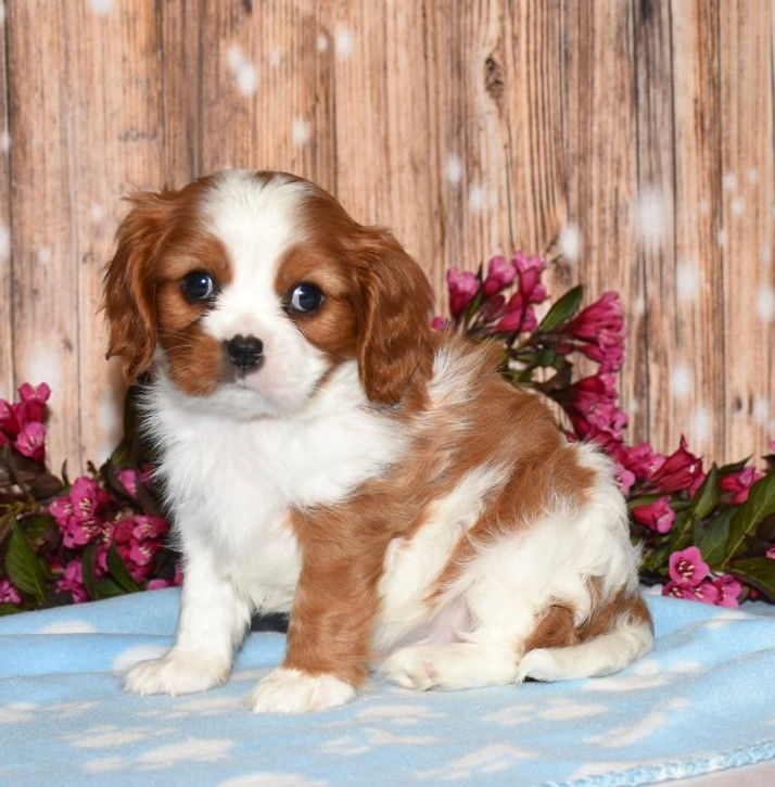 Adorable Cavalier King Charles Spaniel puppy
