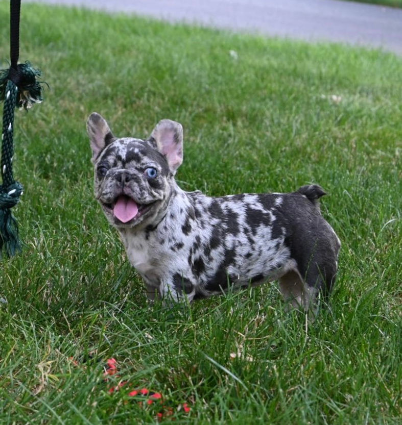 Thumbnail: Adorable merle French Bulldog puppy playing outside