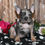 Thumbnail: Adorable merle French Bulldog puppy