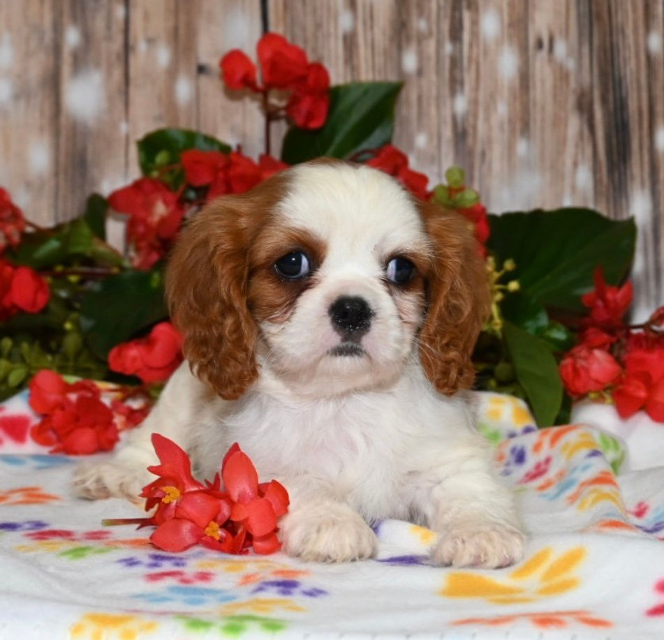 Thumbnail: Adorable Cavalier King Charles Spaniel puppy
