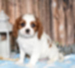 Adorable Cavalier King Charles Spaniel puppy