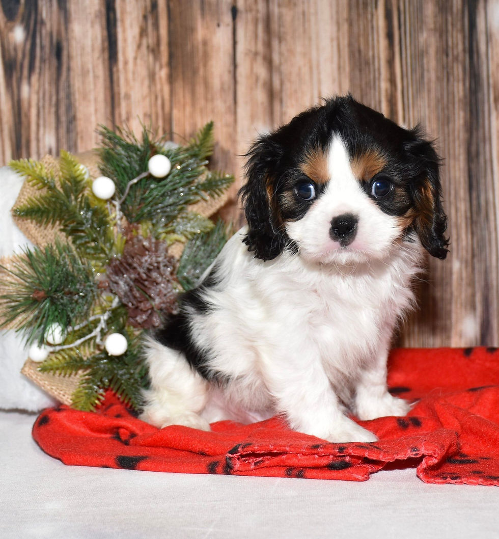 Thumbnail: Adorable Cavalier King Charles Spaniel puppy