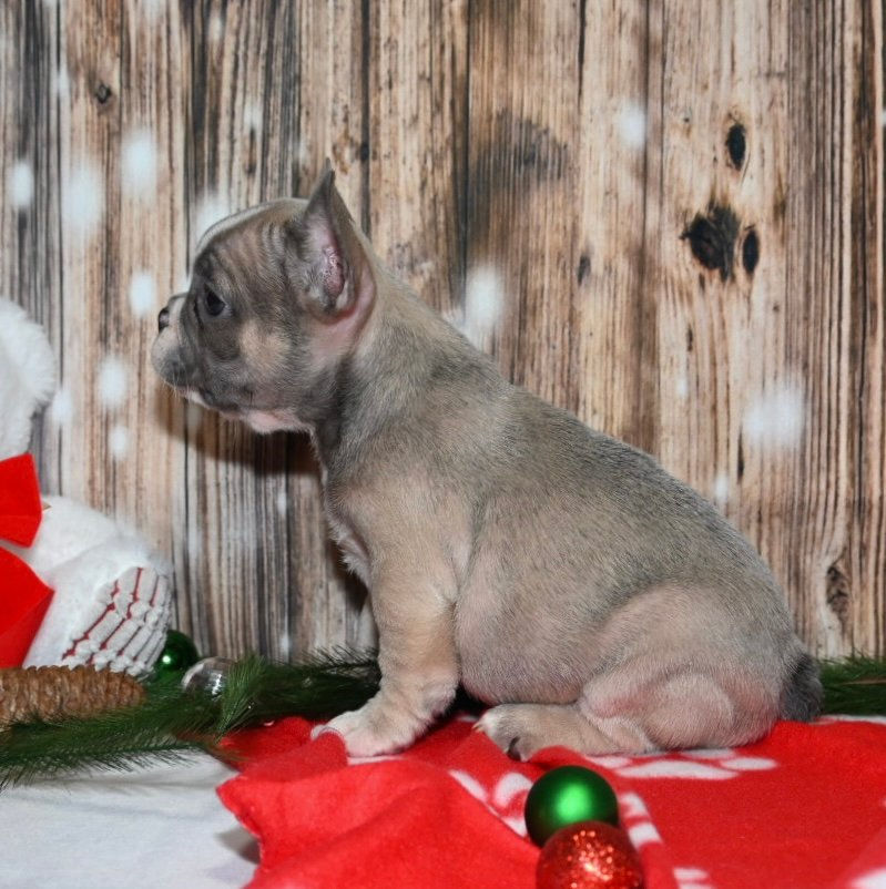 Thumbnail: Adorable French Bulldog puppy sitting