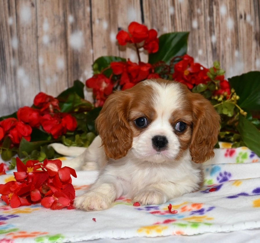 Thumbnail: Adorable Cavalier King Charles Spaniel puppy amidst red flowers