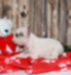 Thumbnail: Adorable French Bulldog puppy with teddy