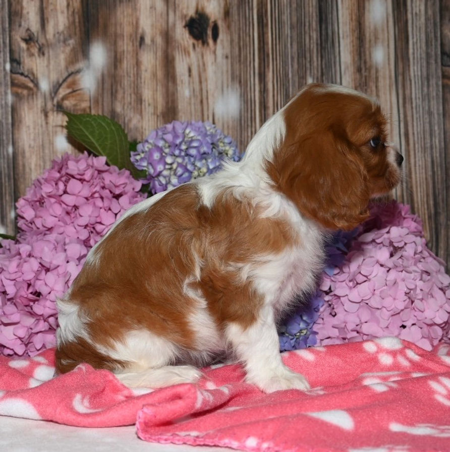 Thumbnail: Adorable Cavalier King Charles Spaniel puppy