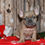 Thumbnail: Adorable fawn French Bulldog puppy
