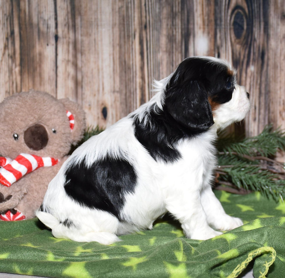 Adorable Cavalier King Charles Spaniel puppy