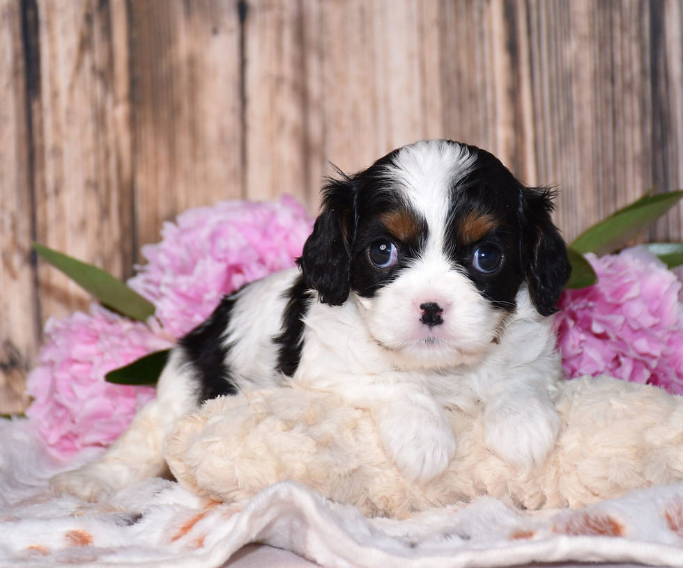 Thumbnail: Adorable Cavalier King Charles Spaniel puppy