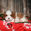 Thumbnail: Adorable Cavalier King Charles Spaniel puppy