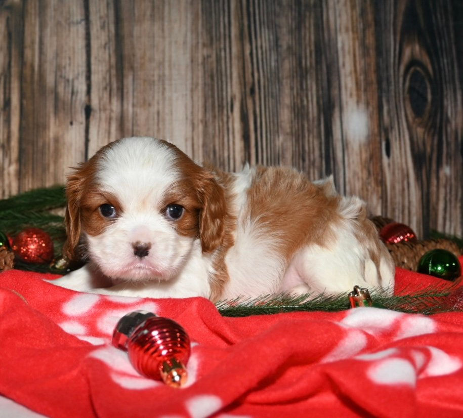 Thumbnail: Adorable Cavalier King Charles Spaniel puppy