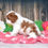 Thumbnail: Adorable Cavalier King Charles Spaniel puppy