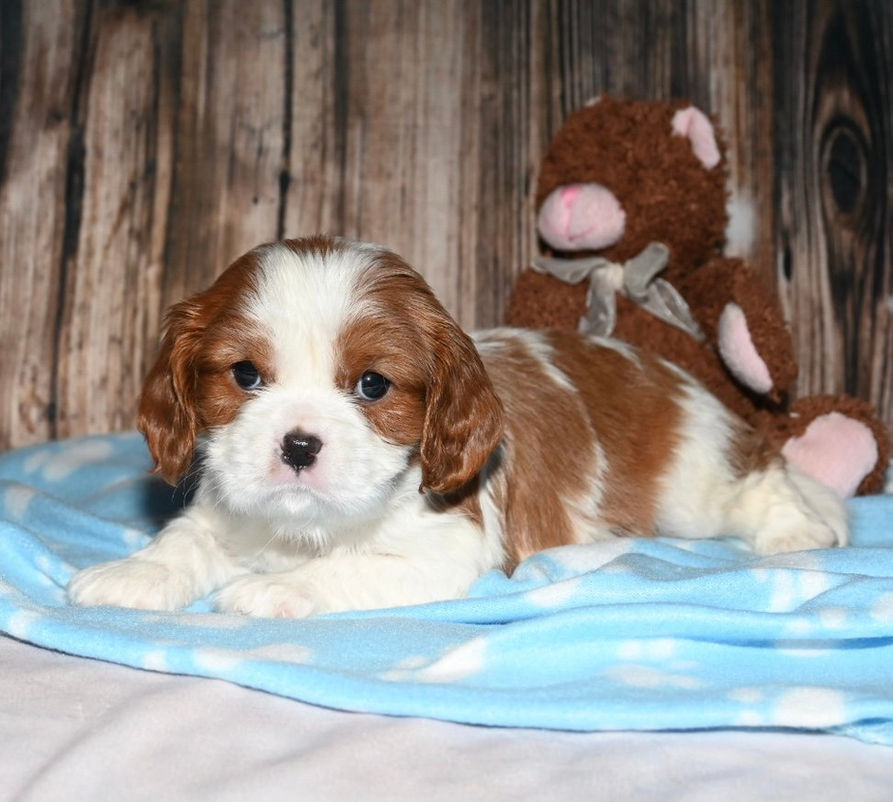 Adorable Cavalier King Charles Spaniel puppy with toy