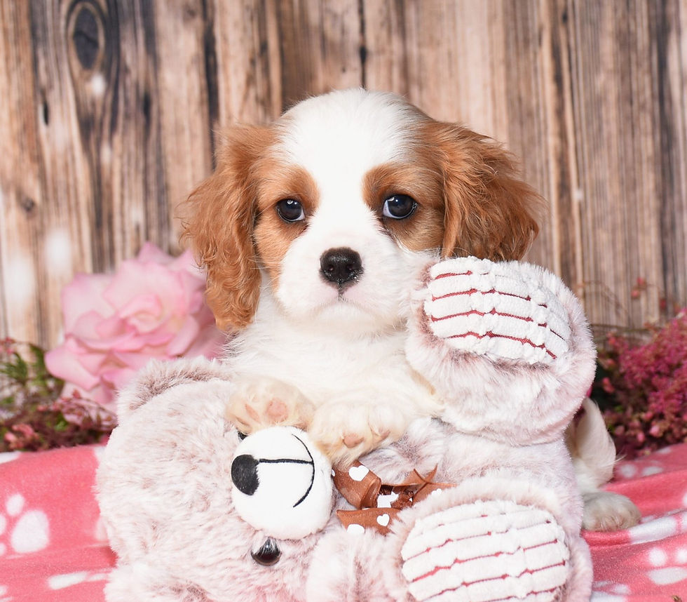 Adorable Cavalier King Charles Spaniel puppy with toy