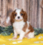 Adorable Cavalier King Charles Spaniel puppy