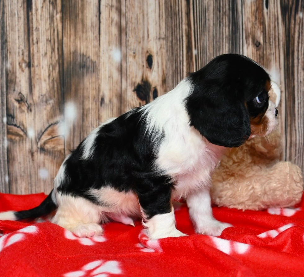 Thumbnail: Adorable Cavalier King Charles Spaniel puppy