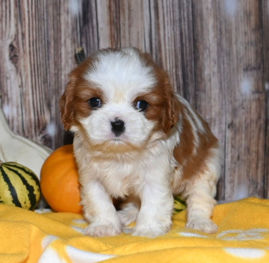Adorable Cavalier King Charles Spaniel puppy
