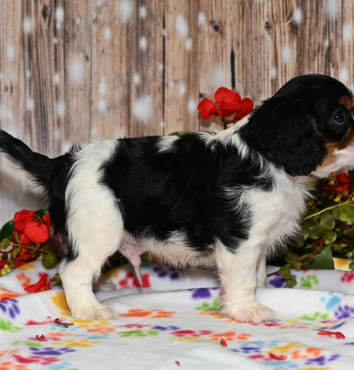 Thumbnail: Adorable tricolor Cavalier King Charles Spaniel puppy