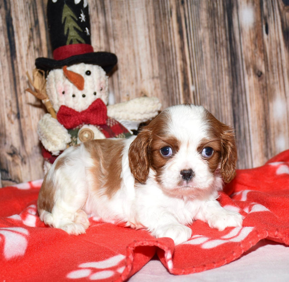 Thumbnail: Adorable Cavalier King Charles Spaniel puppy