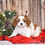 Thumbnail: Adorable Cavalier King Charles Spaniel puppy