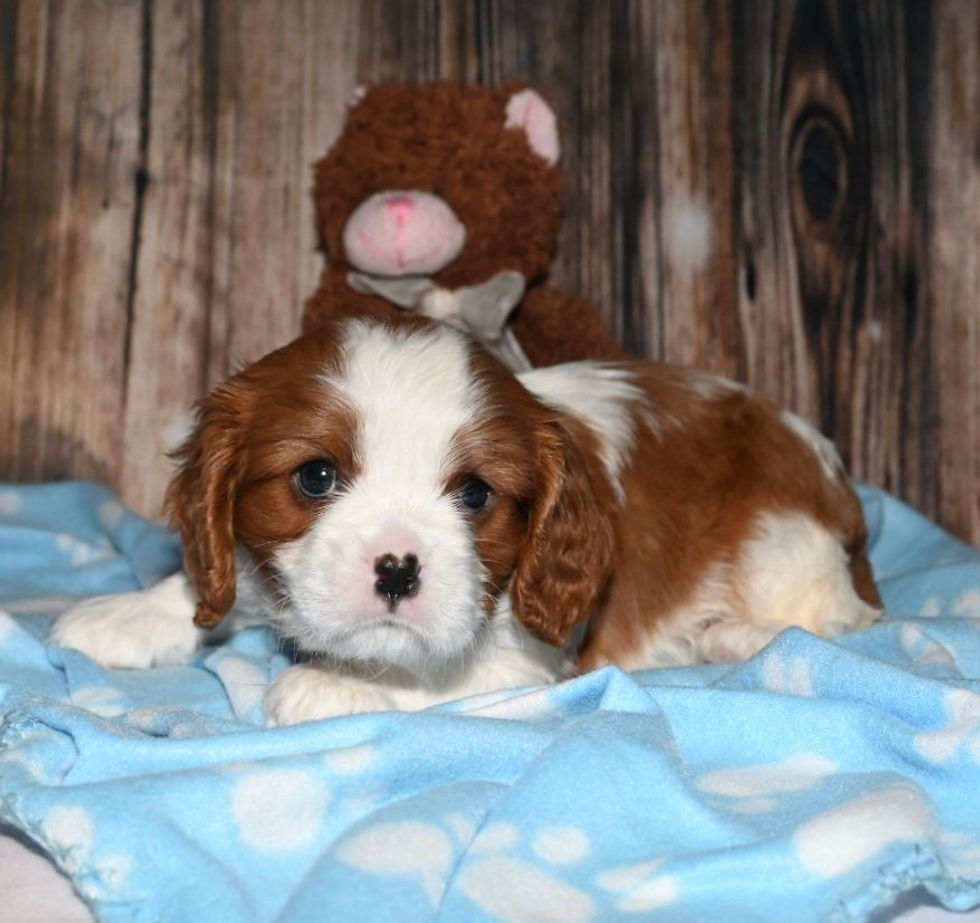 Thumbnail: Adorable Cavalier King Charles Spaniel puppy with toy