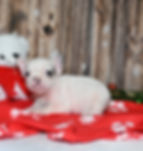 Thumbnail: Adorable French Bulldog puppy with teddy bear