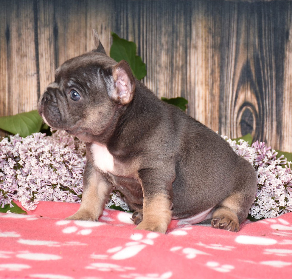 Thumbnail: Adorable French Bulldog puppy