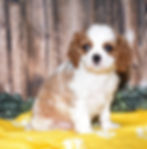 Adorable Cavalier King Charles Spaniel puppy