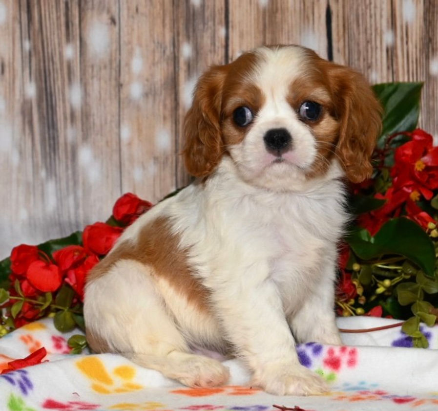 Thumbnail: Adorable Cavalier King Charles Spaniel puppy