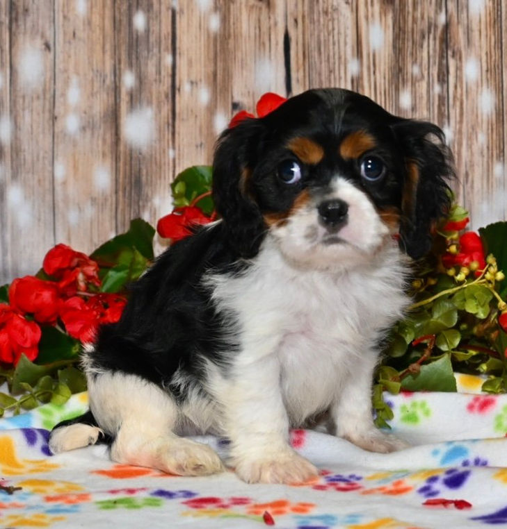 Thumbnail: Adorable Cavalier King Charles Spaniel puppy