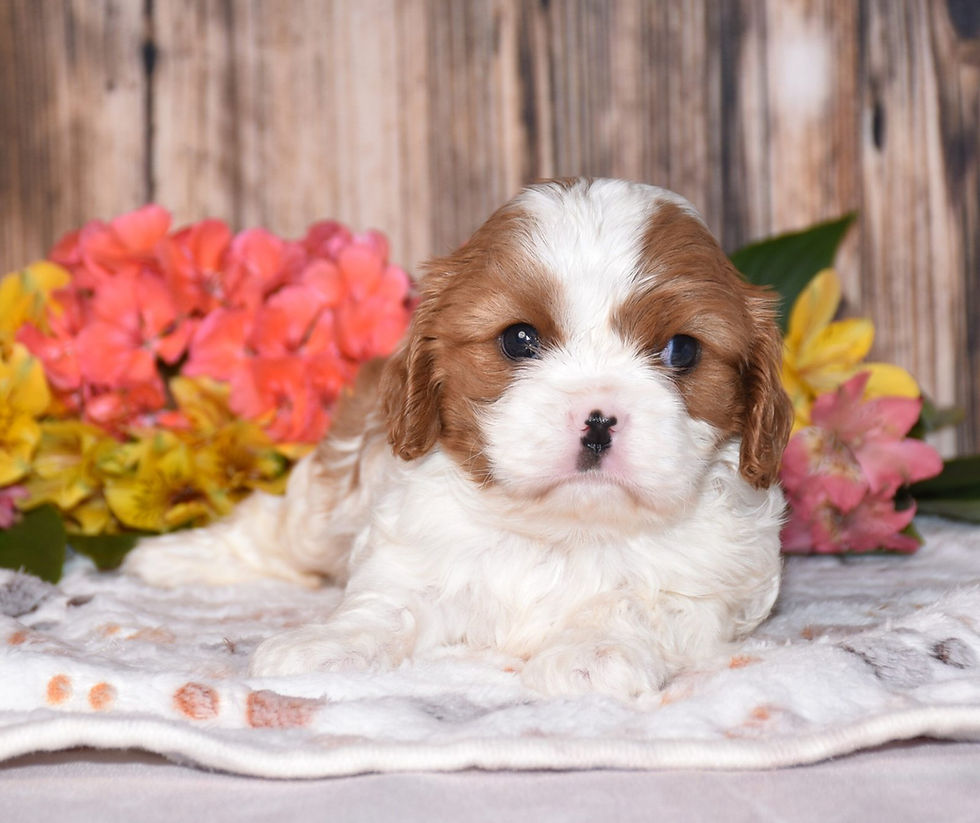 Adorable Cavalier King Charles Spaniel puppy