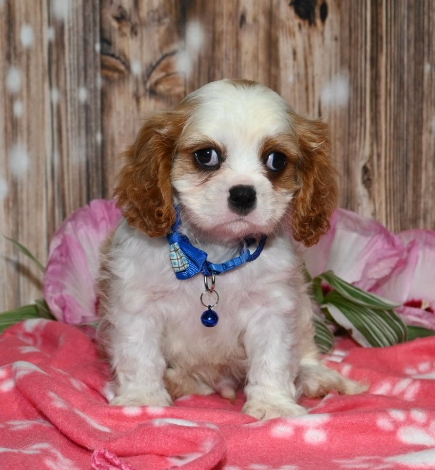 Adorable Cavalier King Charles Spaniel puppy