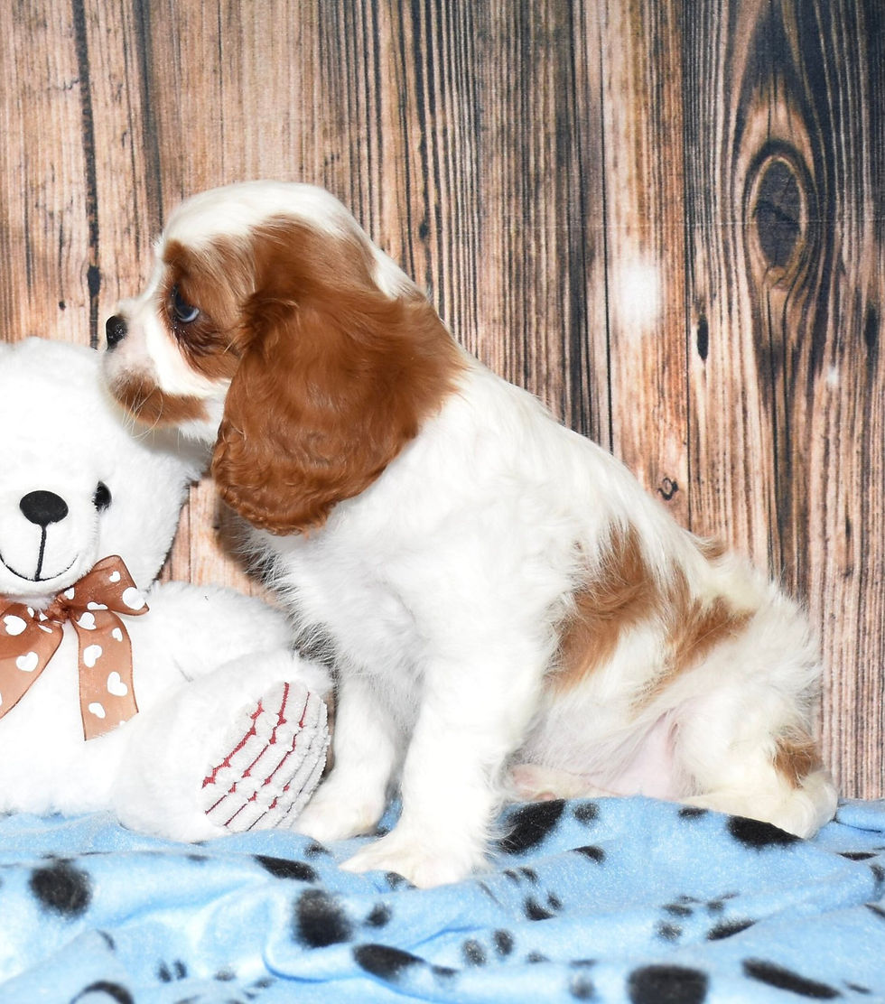 Adorable Cavalier King Charles Spaniel puppy with teddy