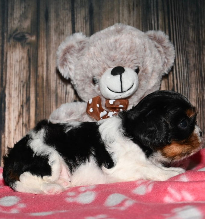 Thumbnail: Adorable newborn Cavalier King Charles Spaniel puppy sleeping with teddy bear
