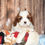 Thumbnail: Adorable Cavalier King Charles Spaniel puppy