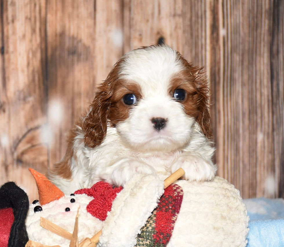 Thumbnail: Adorable Cavalier King Charles Spaniel puppy