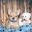 Thumbnail: Adorable French Bulldog puppy with teddy