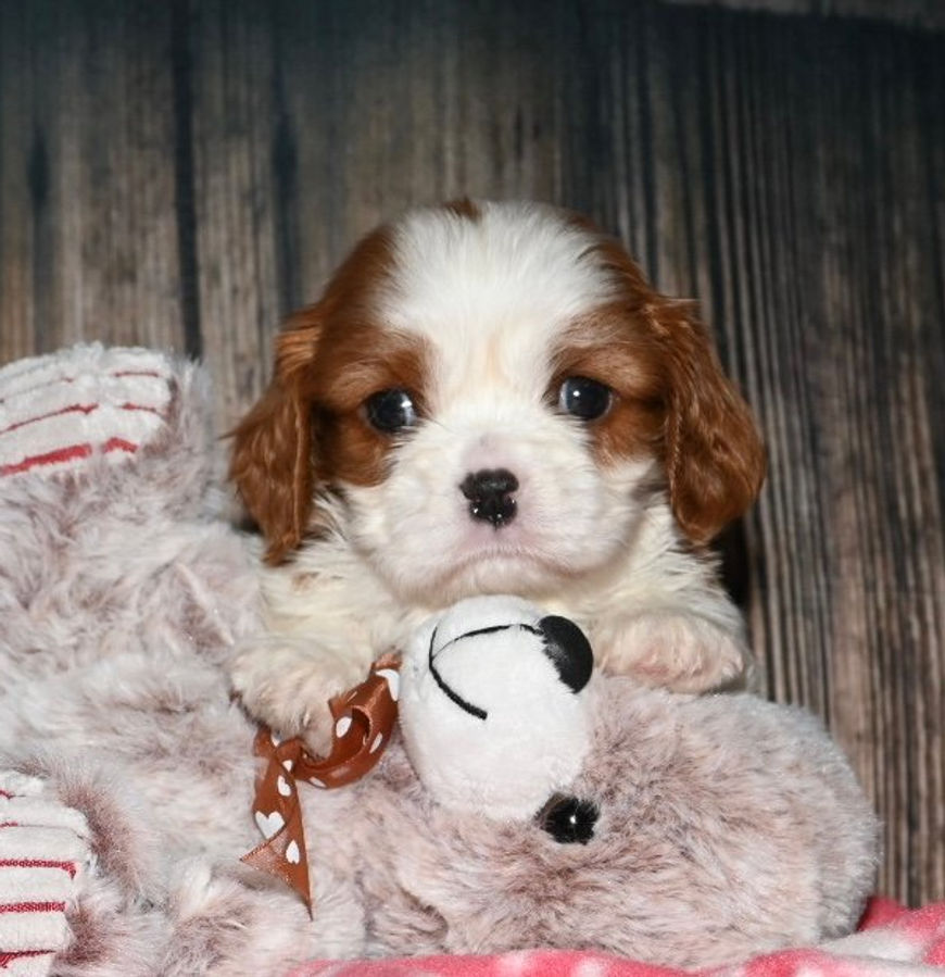 Adorable Cavalier King Charles Spaniel puppy